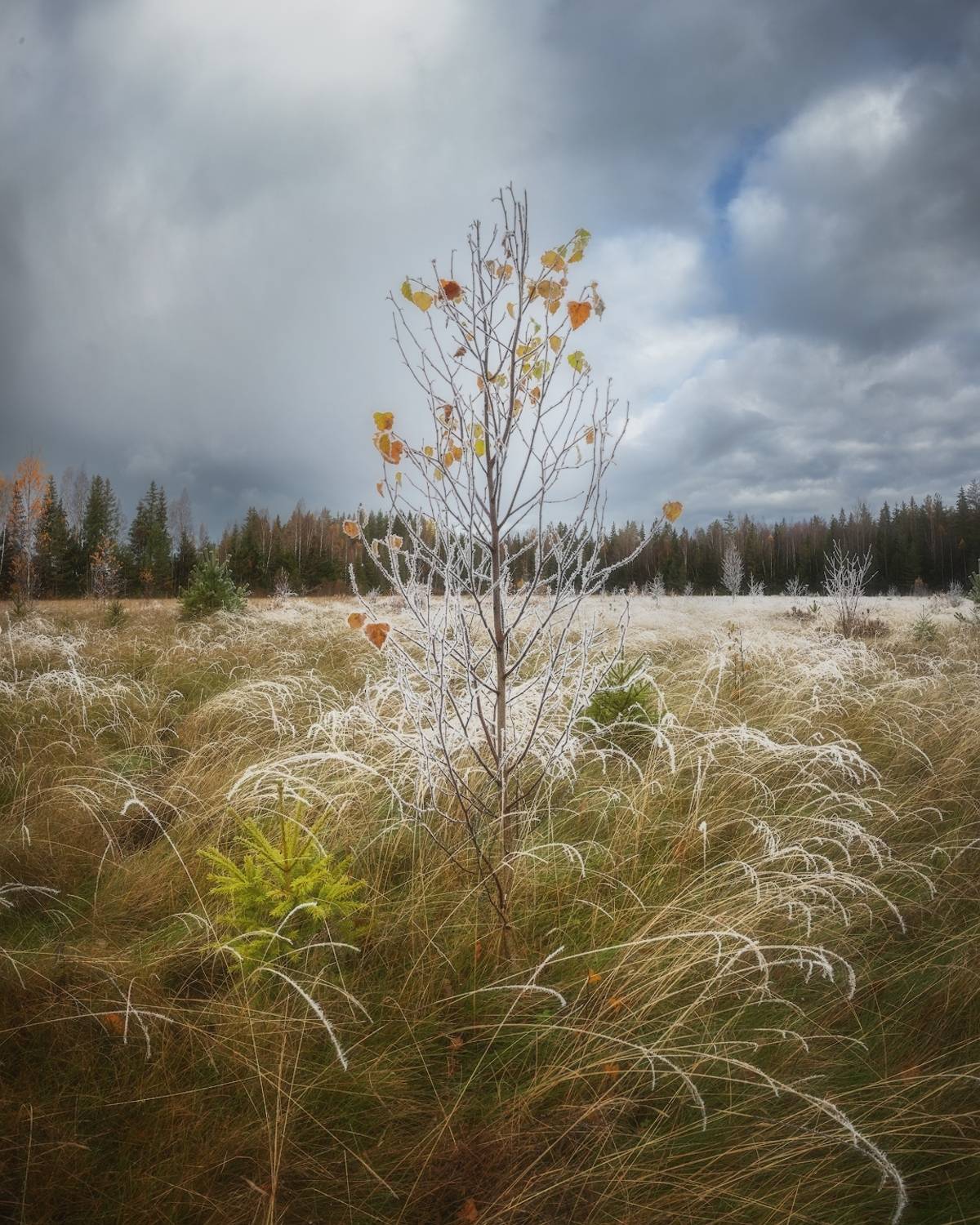 осень, иней, ленобласть, Марголин Алексей