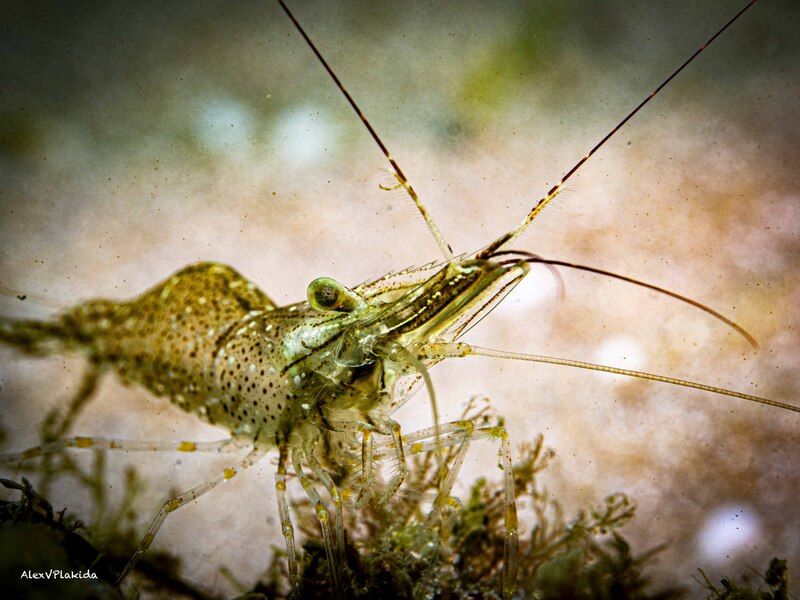 А что, Отец, креветки в вашей гавани есть? фото превью