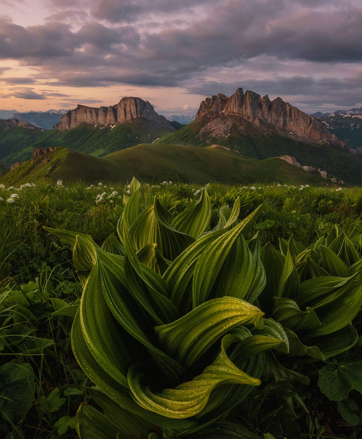западный кавказ, ачешбок, лето, июнь , рассвет. чемерица, Мысливцев Николай