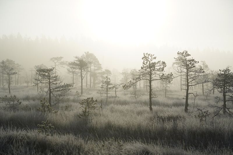 Утро на болоте фото превью
