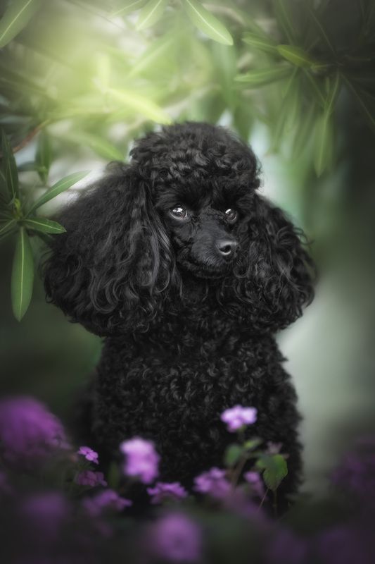 Poodle фото превью