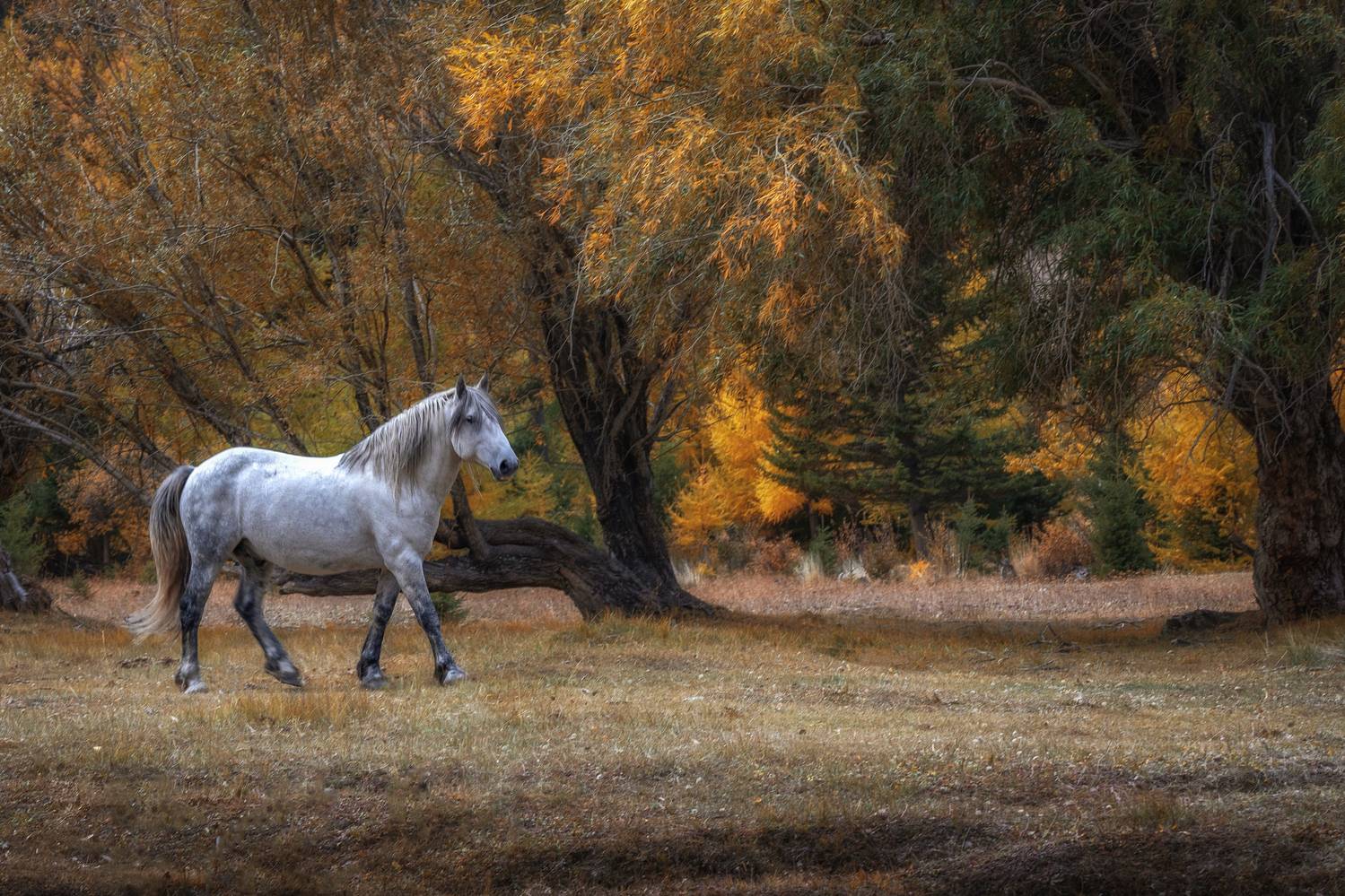 Алтай, Гусева Елена
