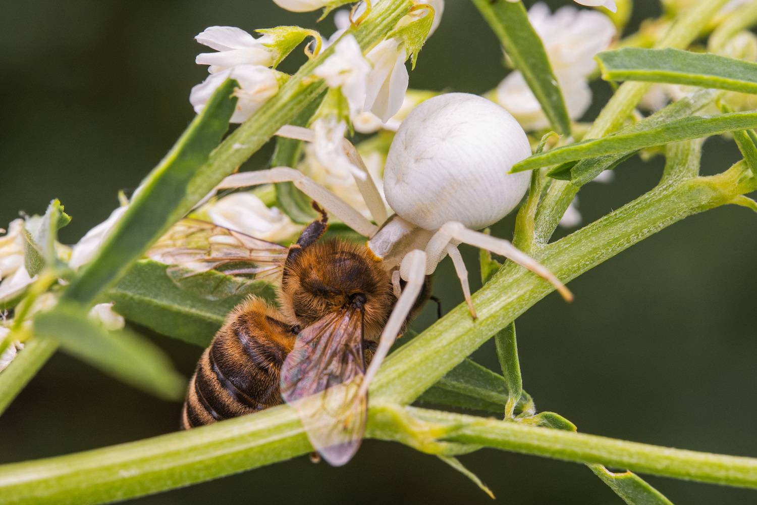 , Ольга Таланцева