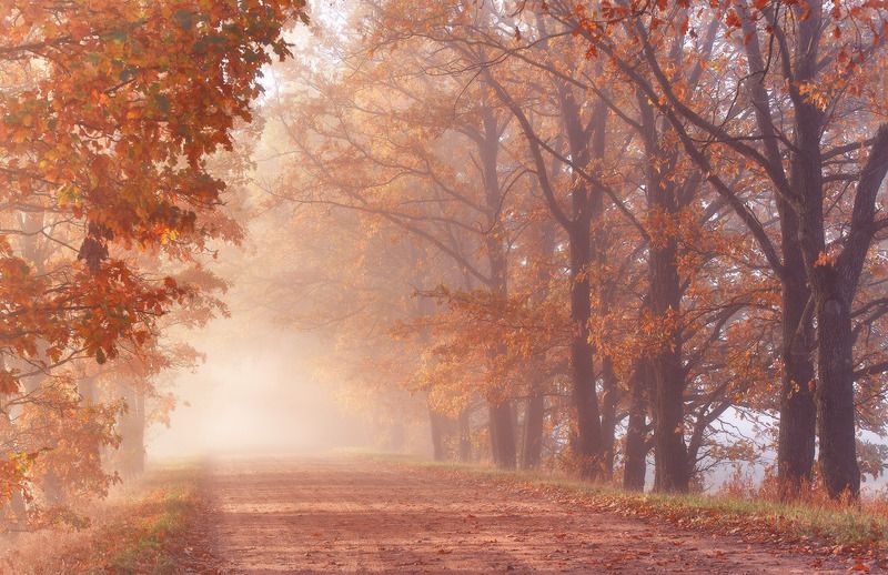 Дорога в Золотую Осень фото превью