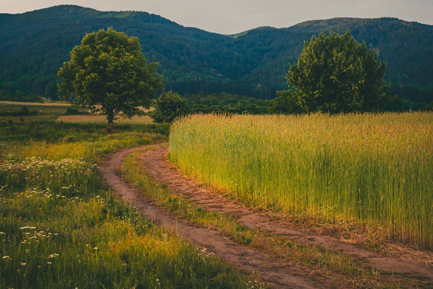 , Николов Андриян