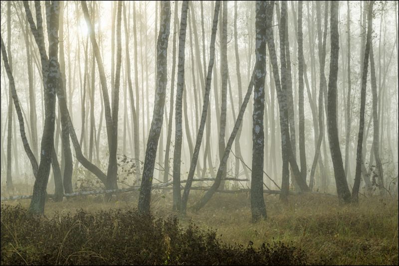 Туман в берёзовом лесу малоцветным сентябрьским утром фото превью