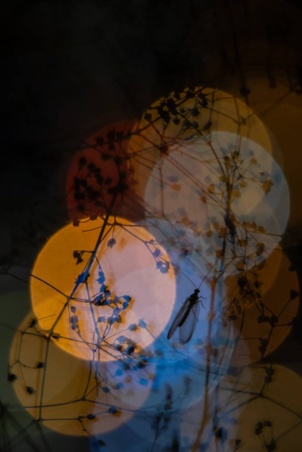 , Кузнецов Дмитрий