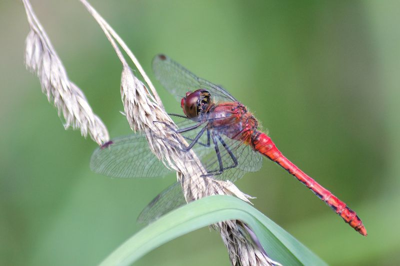 Сжатобрюх кроваво-красный фото превью
