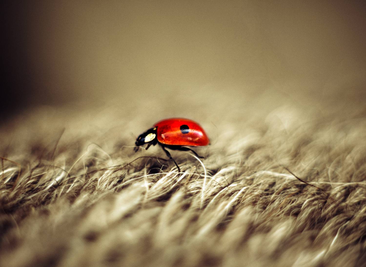 , Александр Азаренков