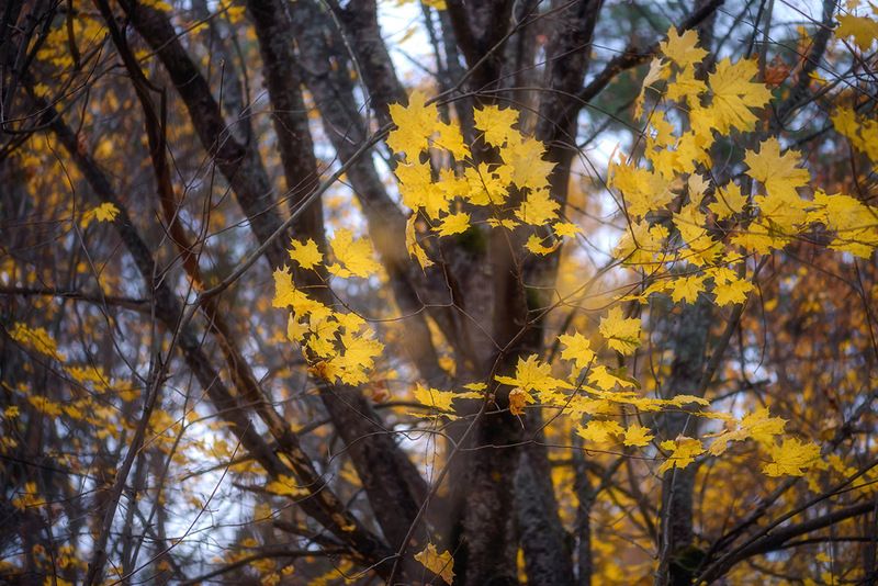 Октябрь фото превью