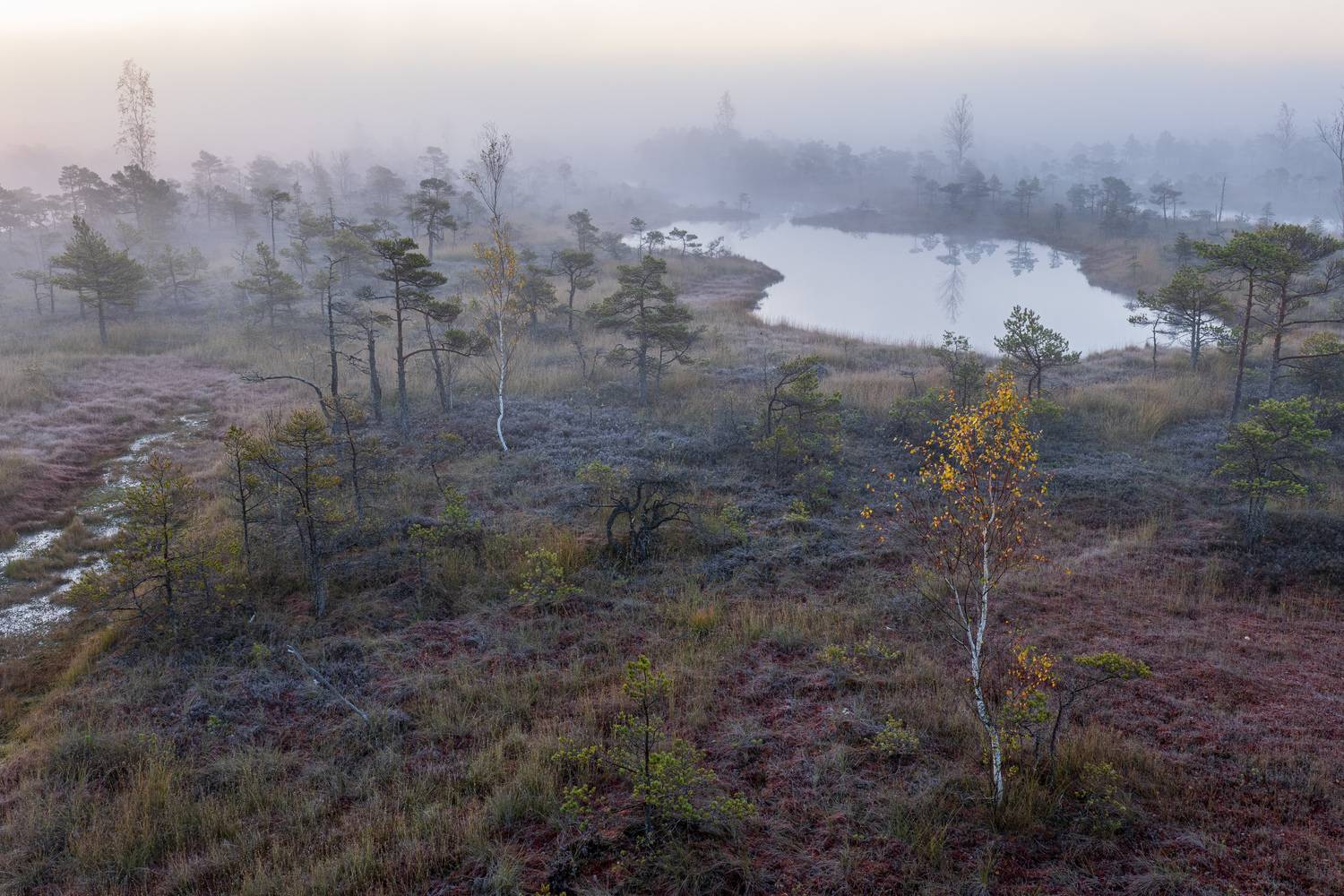 , Гордон Николай