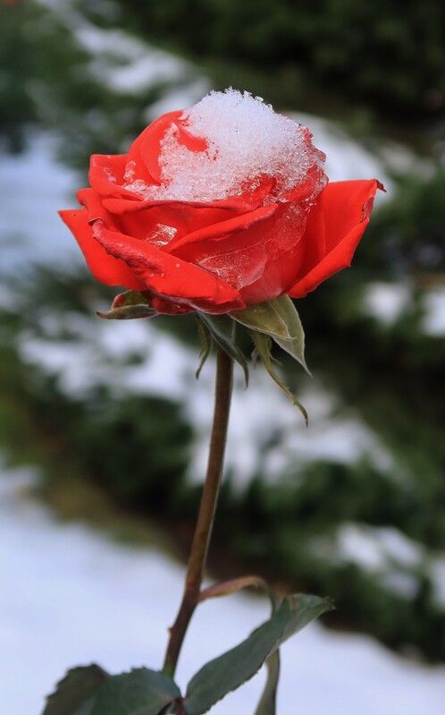 Первый снег фото превью