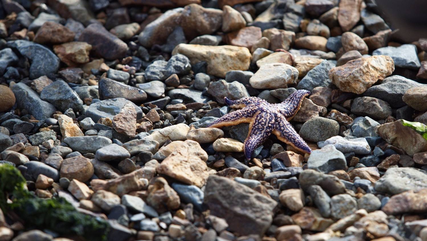 Море звезда Владивосток, Liliya Tkachenko