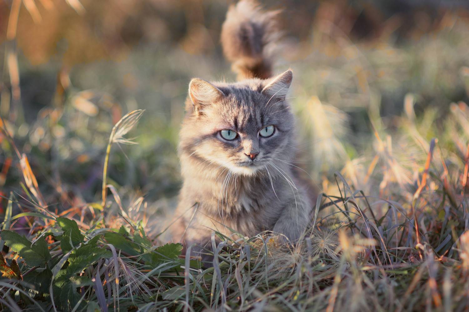 дворовая кошка, Александр Канцур