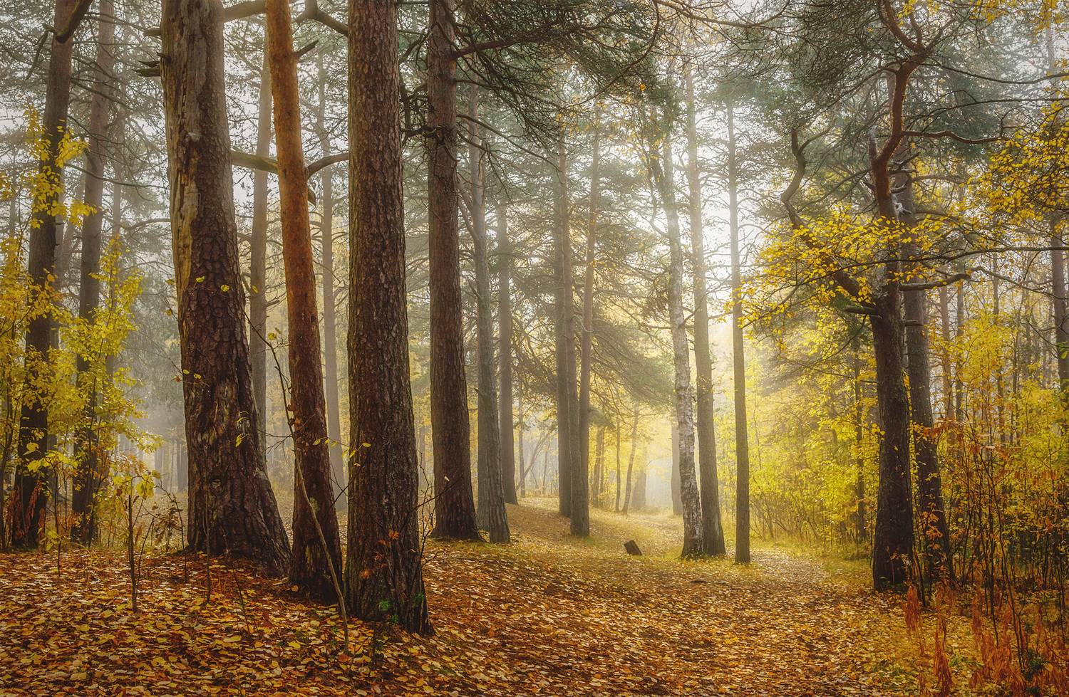 осень, сентябрь, утро, туман, лес, деревья, трава, кусты, опавшие листья, Вера Ра
