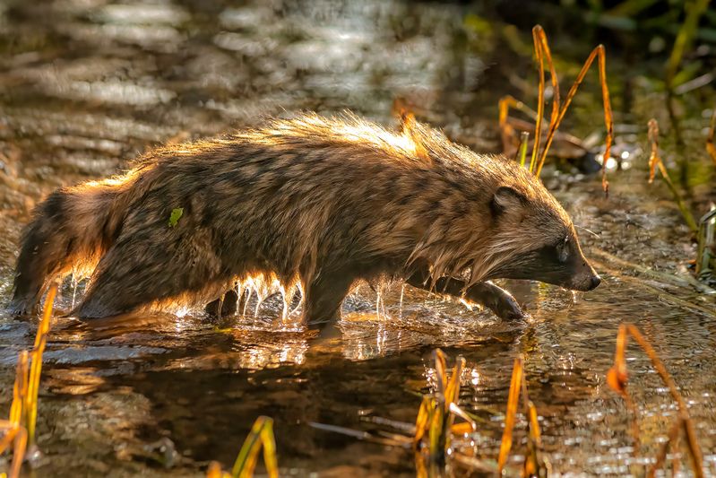 Енотовидная собака в реке фото превью