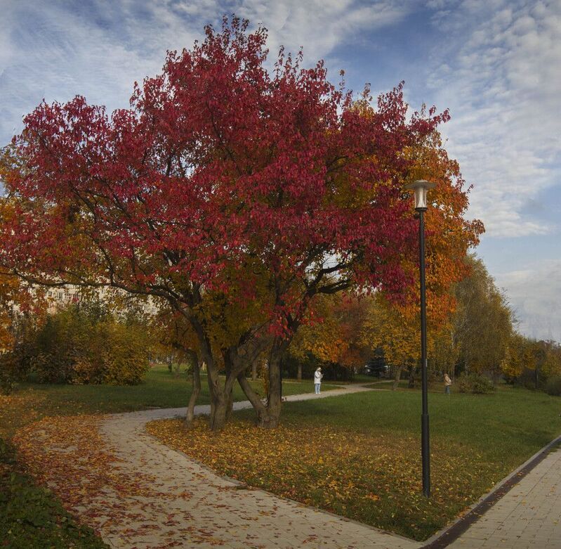 фото превью