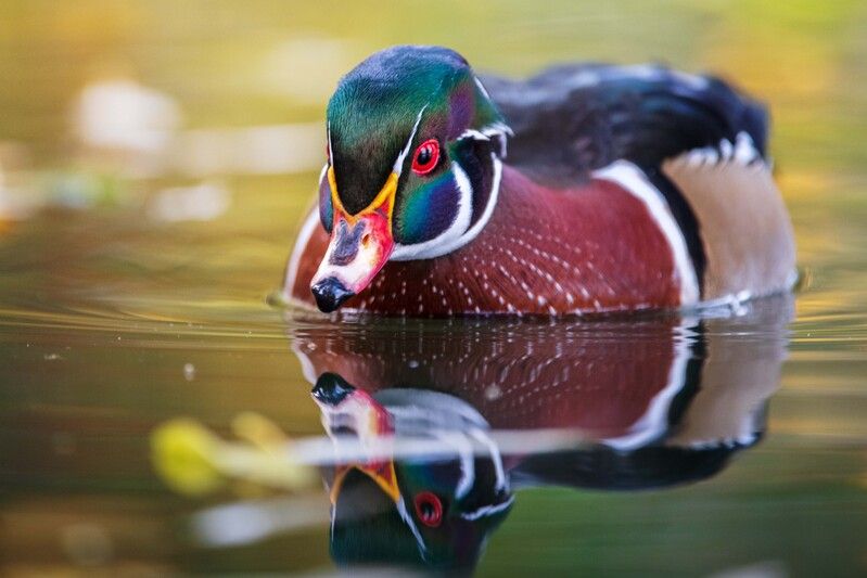 *** фото превью