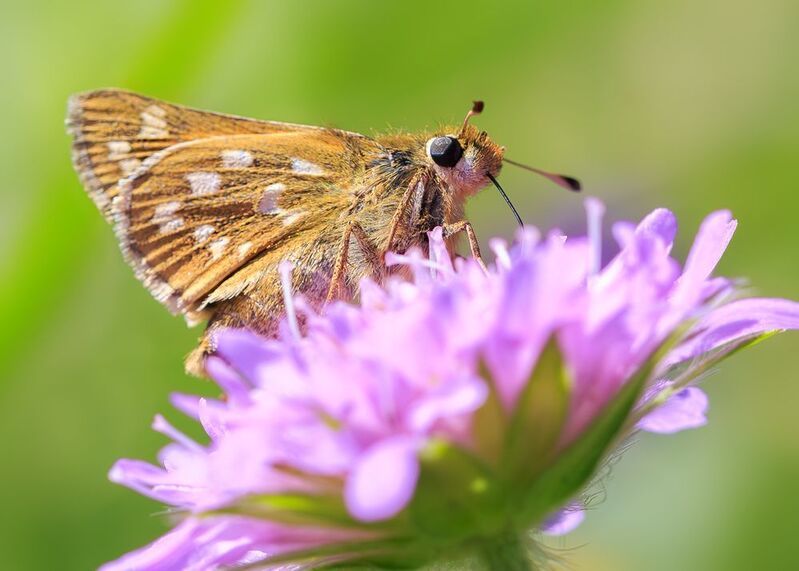 Толстоголовка фото превью