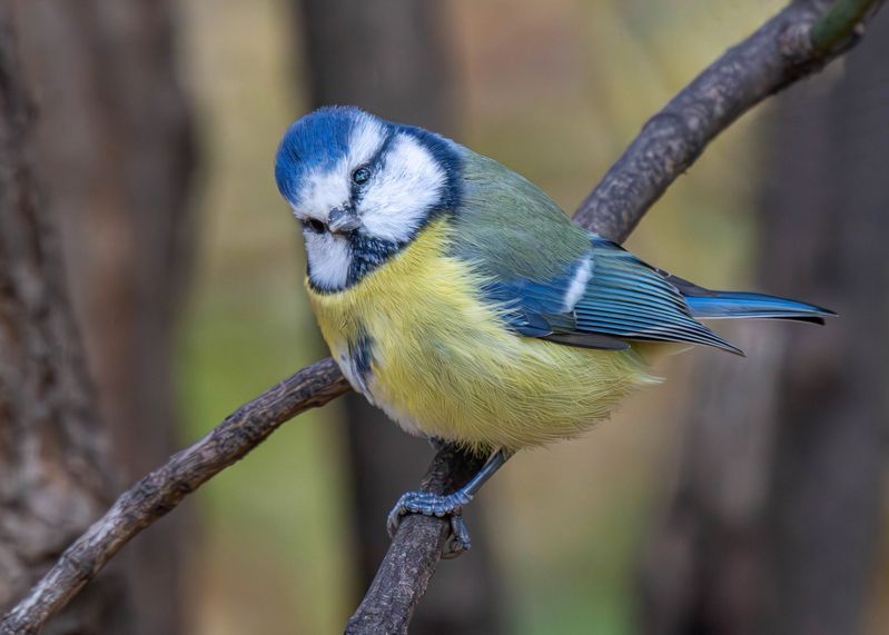 Лазоревка фото превью