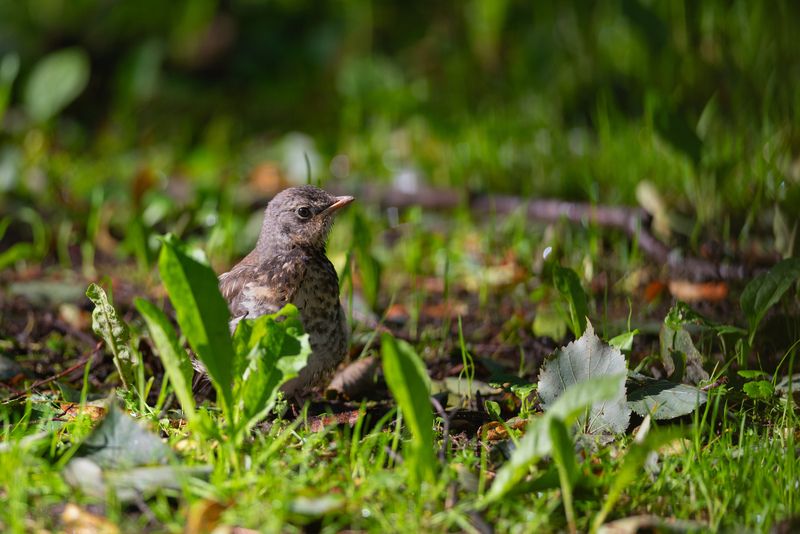 рябинник, дрозд, дрозд-рябинник, птица, птицы, лето, природа, фотоохота, санкт-петербург, петербург, спб В росе фото превью