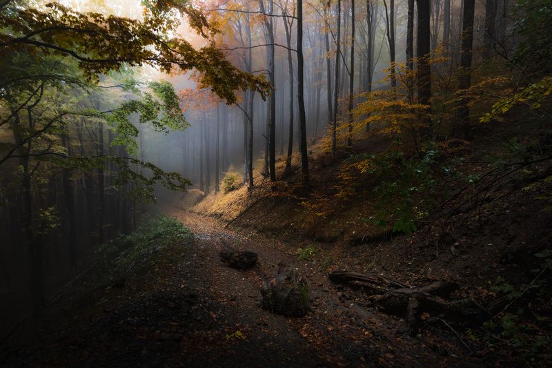 Autumn in the forest фото превью