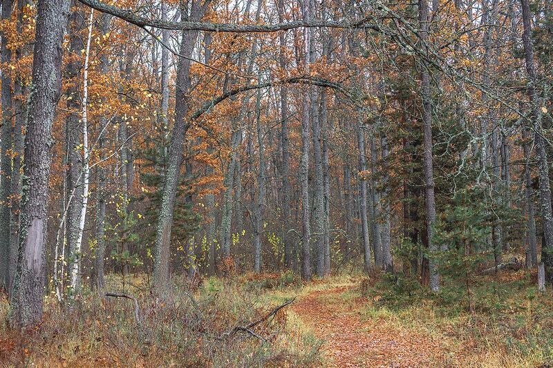 осень, октябрь, лес  фото превью