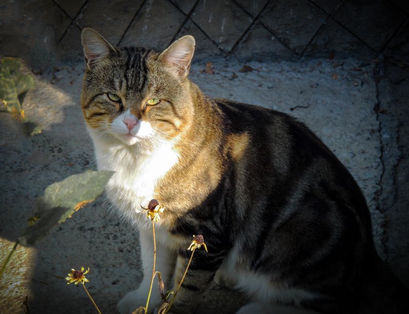 фото превью