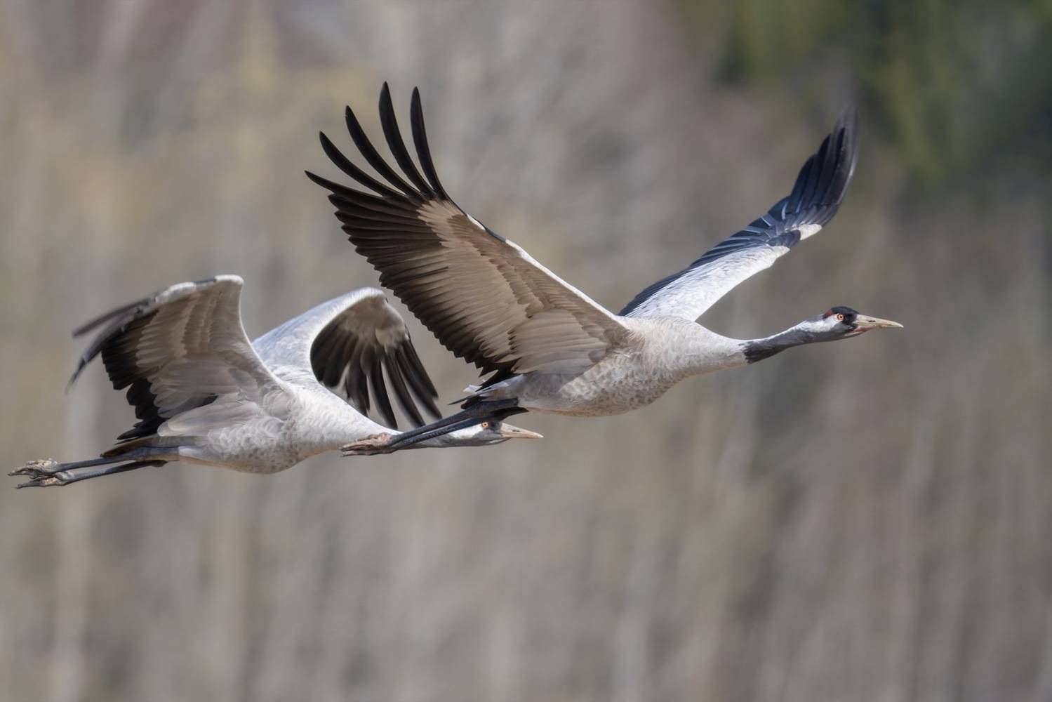 серый журавль, журавль, птицы, Ruslan Pl