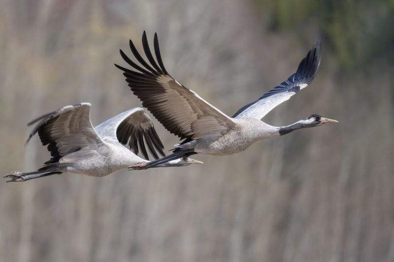 серый журавль, журавль, птицы Серые журавли фото превью