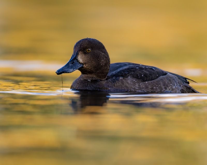 нырок, хохлатая чернеть, чернеть, утка, птицы, осень Осень фото превью