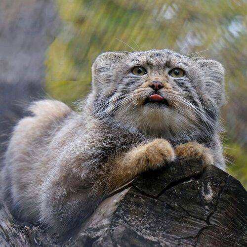 Котенок манула.