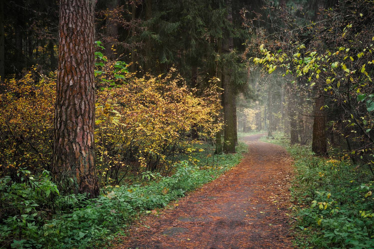 лес, деревья, листва, осень, Валерий Вождаев