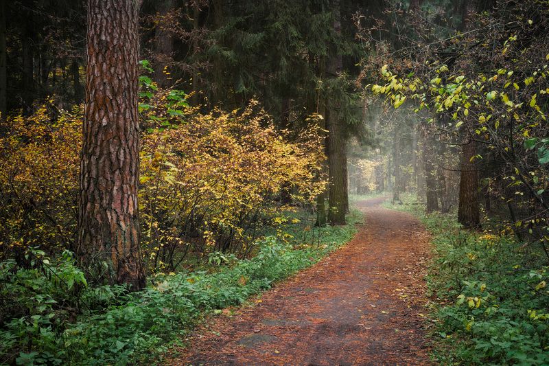 В осеннем лесу фото превью