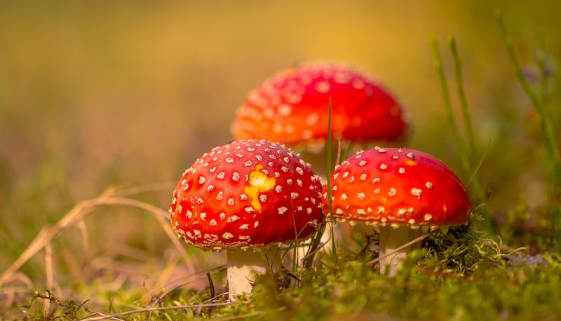 .... фото превью