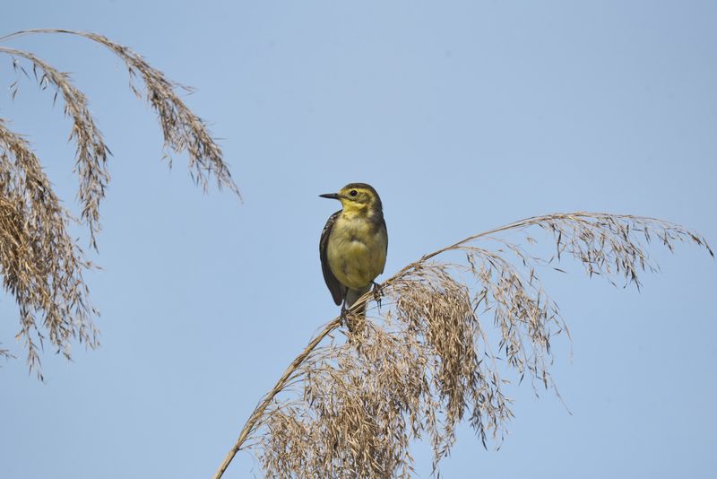 Желтоголовая трясогузка / Motacilla citreola / Citrine wagtail фото превью