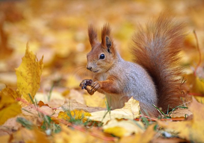 Осенняя белка фото превью