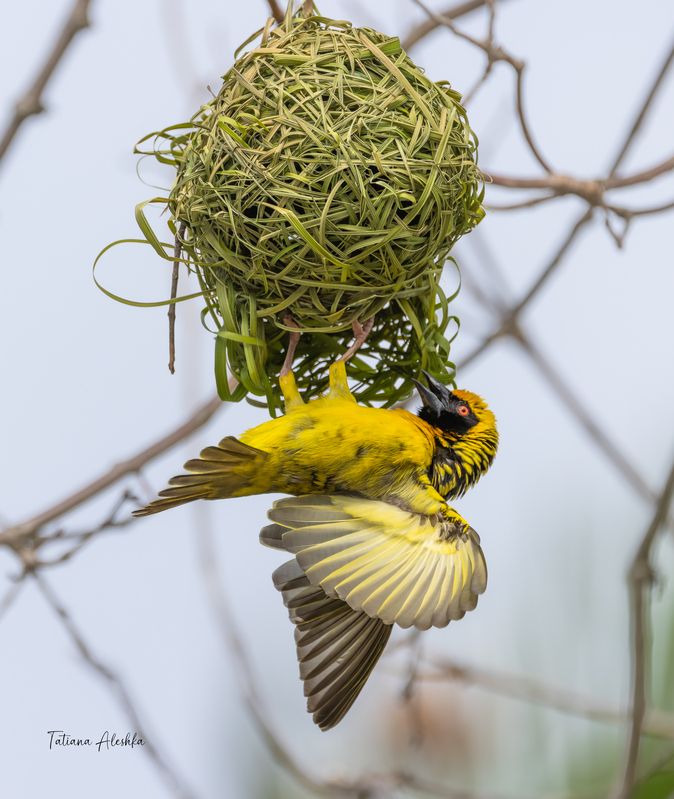 Большой масковый ткач (Village weaver) фото превью