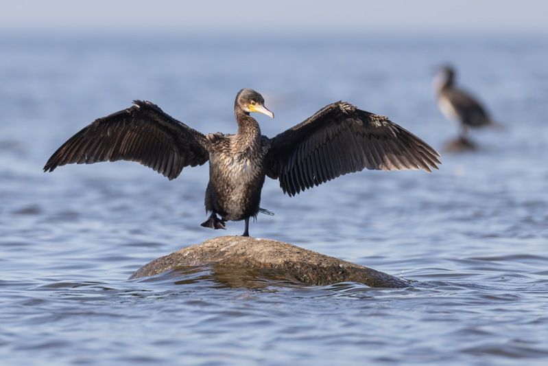 баклан, птицы Бэтмен фото превью