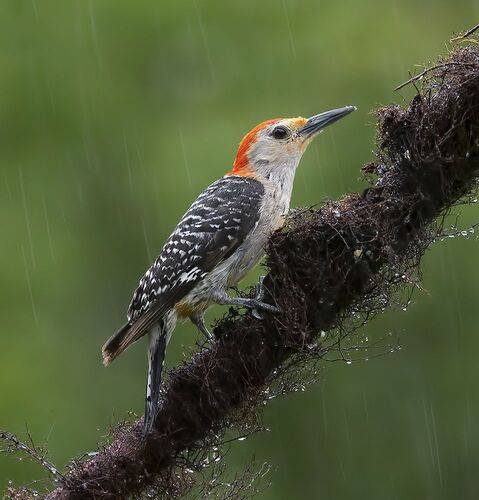 Red-bellied Woodpecker, male -Каролинский меланерпес