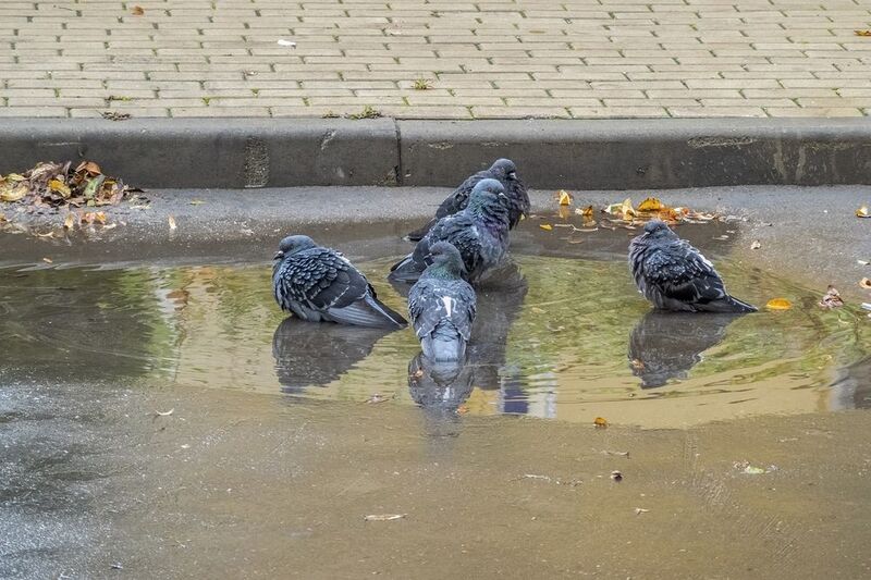 Банный день фото превью