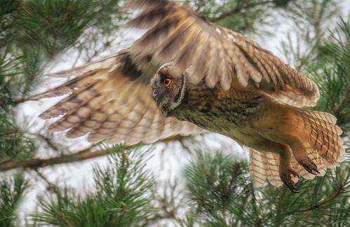 Ушастая сова.