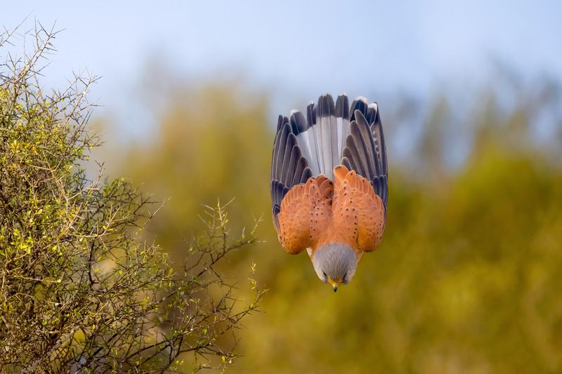 Lesser Kestrel фото превью