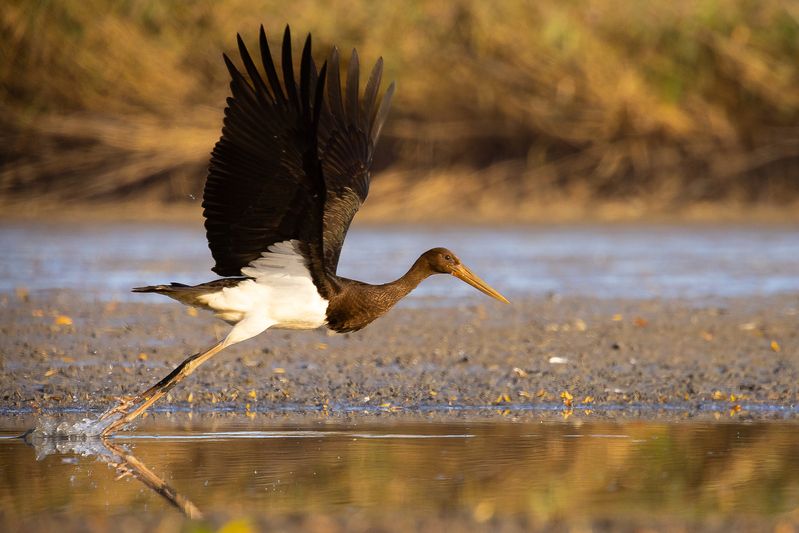 Black stork фото превью