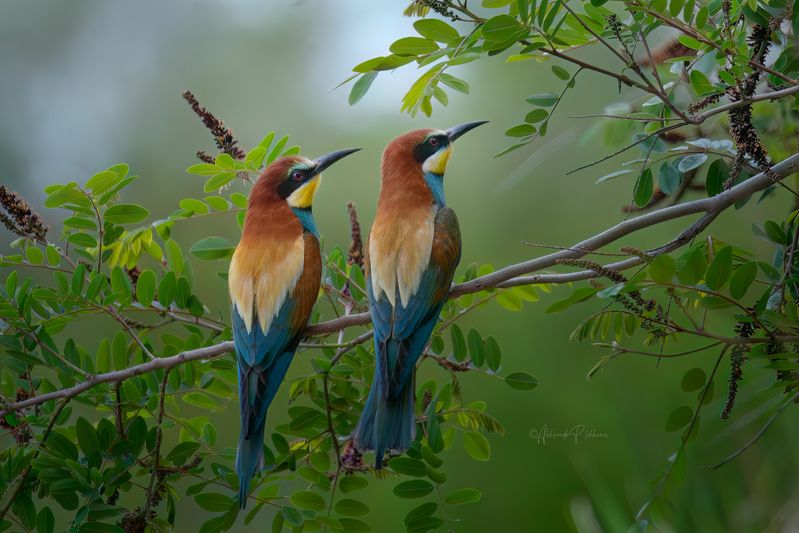 wildlife Щурки фото превью