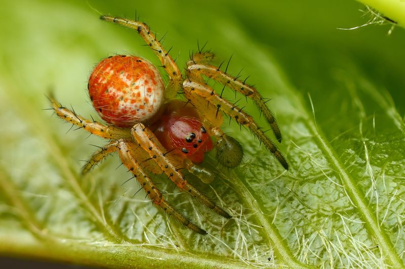 макро, природа, животное, растение, цвет, фото, оранжевый, паук, лист Паук фото превью