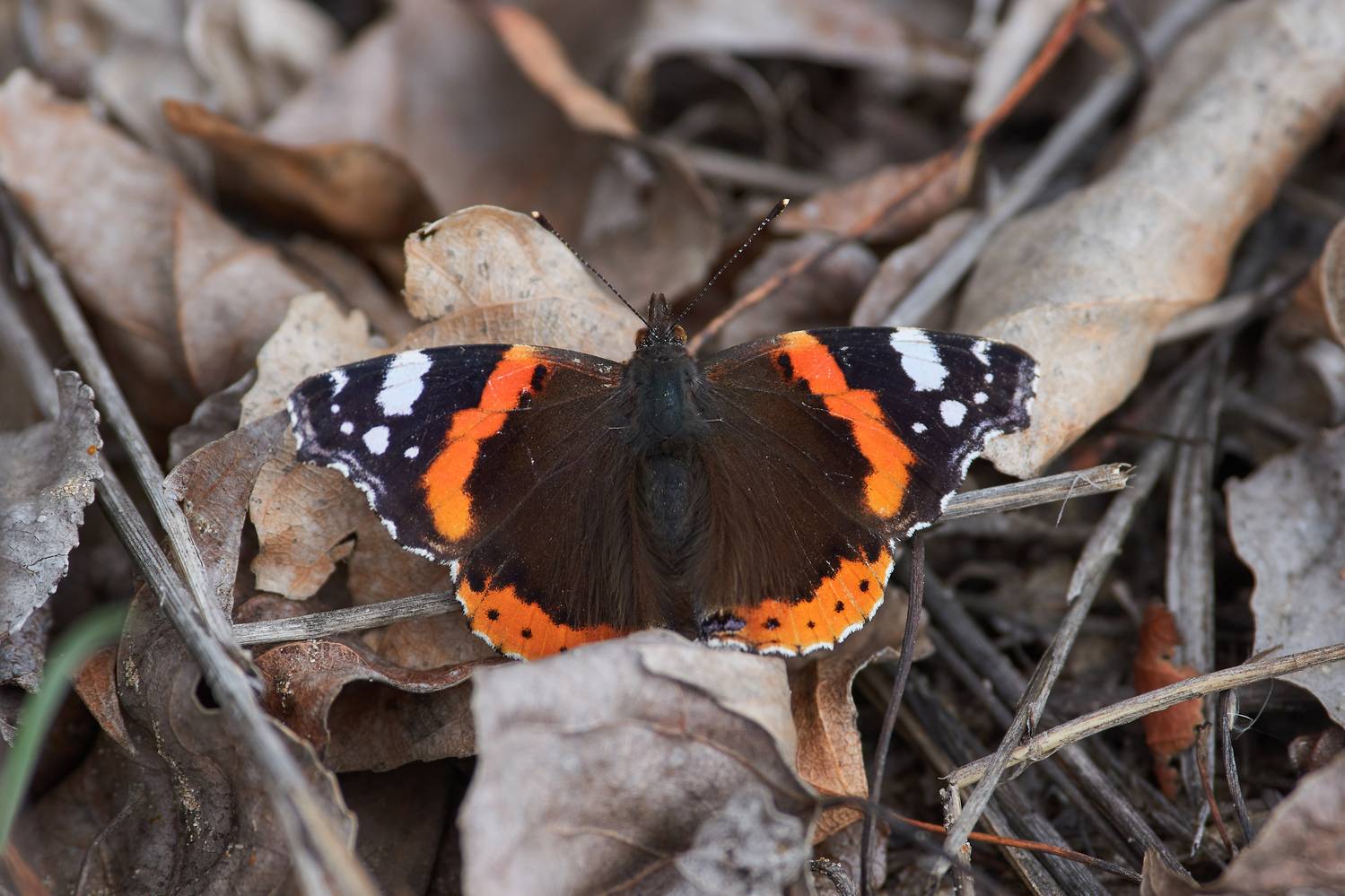 Vanessa atalanta, адмирал, бабочка, , Павел Сторчилов