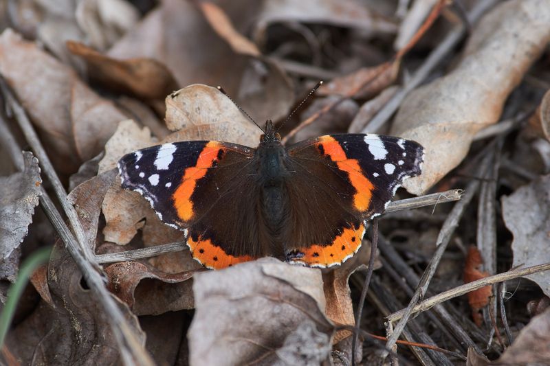 Vanessa atalanta, адмирал, бабочка,  Адмирал фото превью