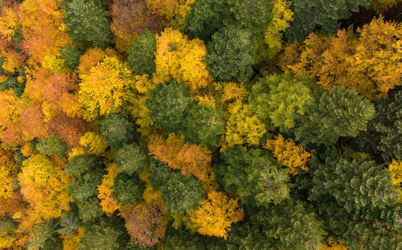 Up фото превью