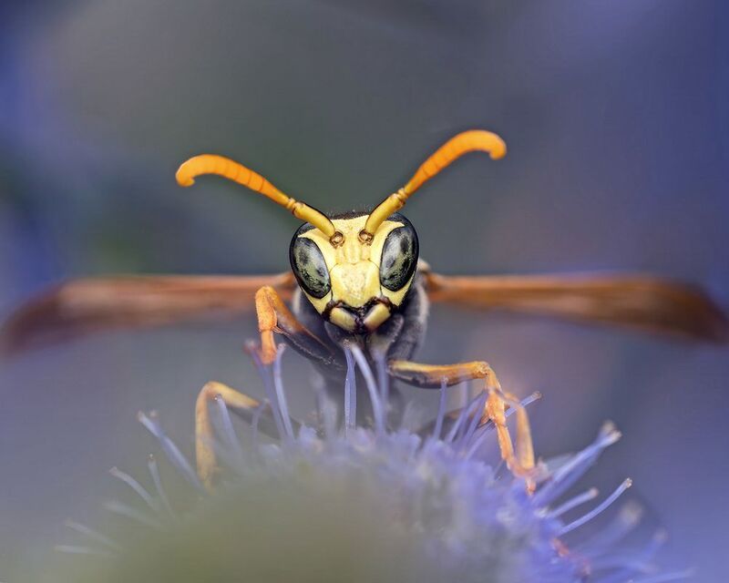 Эти глаза напротив... фото превью